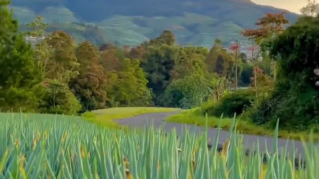 ginally longing for the prosperity of the city, but now longing for the quiet of the countrysid