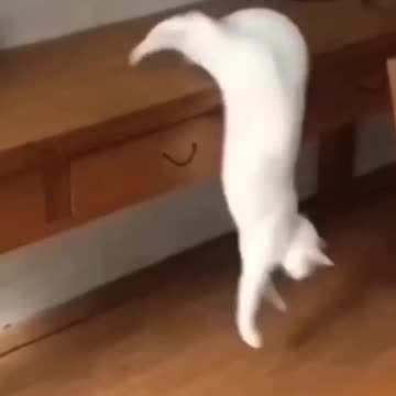 Fanny cat, Cute cat and kittycat video