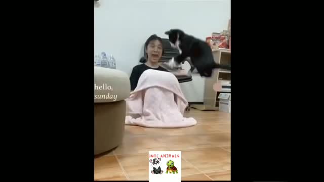 cute animals | cute cats | cute pappy |cute dogs | cute birds|cute pets # shorts