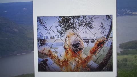 Beware of the Dog