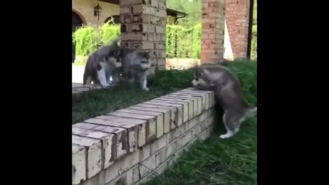 Siberian husky cutie puppy didnt get up