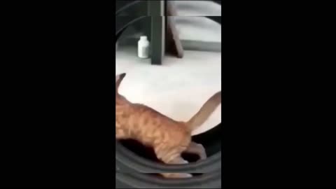 very funny animal video