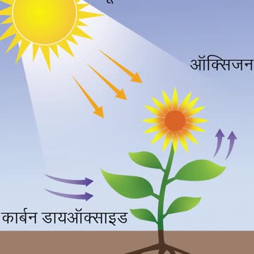कच्चे फलो का रंग हरा ही क्यों होता हे