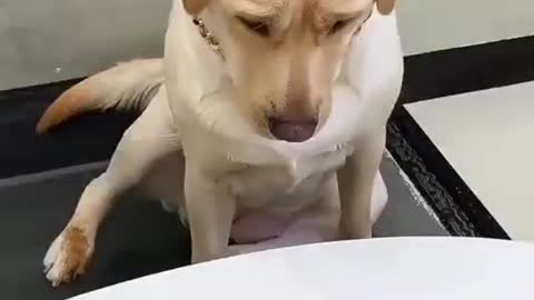 Smart and talent dog