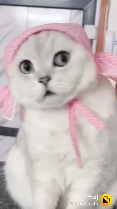 Best of Cute Cat 🐈