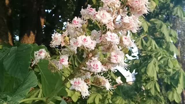 Flouwering chestnut in the sunset.