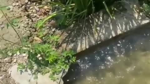 To capture a stunning footage