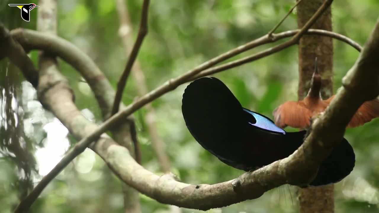 Birds-of-Paradise Project Introduction