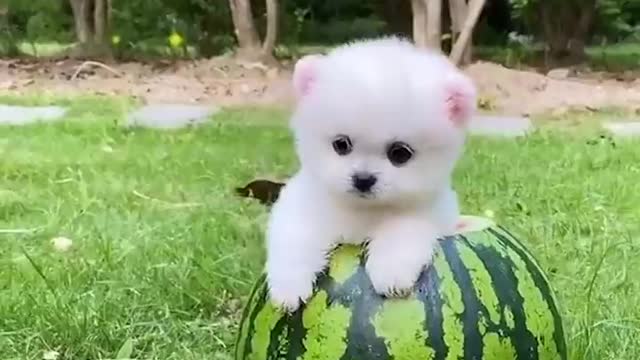 Mini pomeranian funny and pomeraninan video