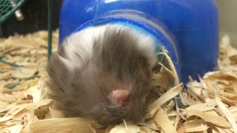 Hamster sleeping in cage in doorway of house