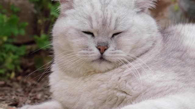 British Shorthair Cat in the Garden #shorts
