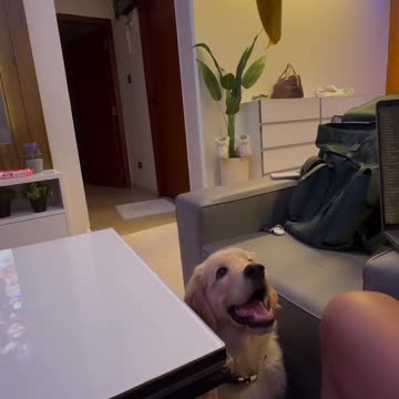 Mango lover cute dog