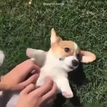 Funny Corgi Dog Video🐶🤣