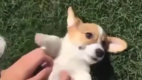 Funny Corgi Dog Video🐶🤣