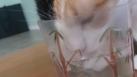 Cali cat 🐈 drinking