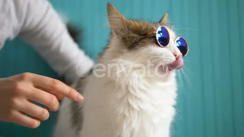 Girl Feeds Delicacy of White Cat in Round Glasses, Funny Pet by