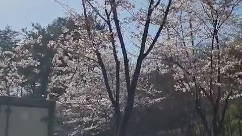 A spring day in Seoul with cherry blossoms in full bloom