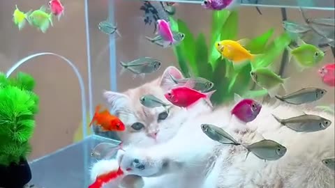 Cat 😺 enjoy with colour Full 🎏 tub 🙂