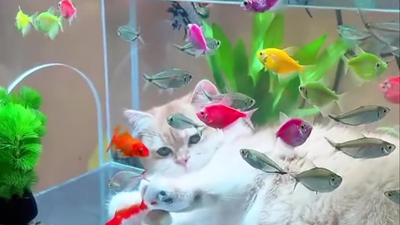 Cat 😺 enjoy with colour Full 🎏 tub 🙂