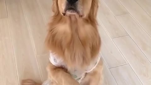 Funny and cute dog videos