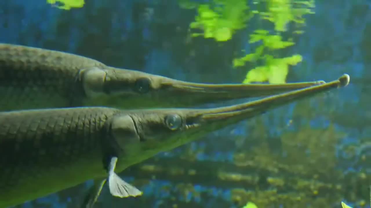 Some of the most beautiful fish