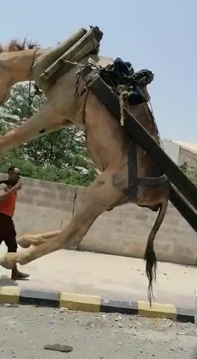 Overloaded donkey cart