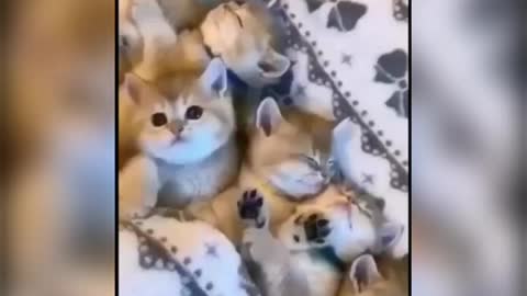 Baby cats- cute and funny cat videos compilation #5.mp4