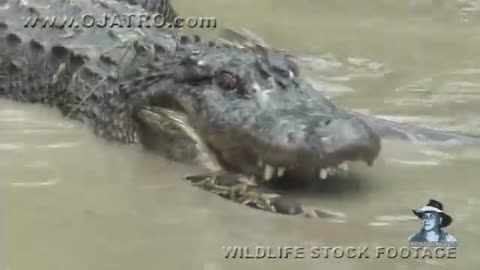 Python vs Alligator 10 -- Real Fight -- Python attacks Alligator