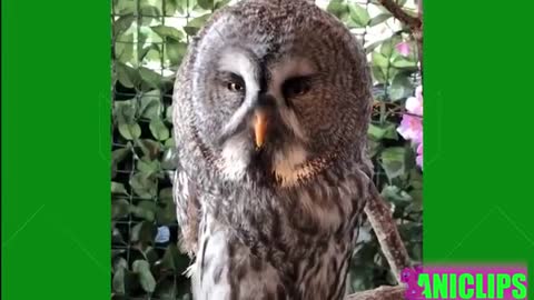 The Funniest Animals Videos Ever - Funny Animals Compilation