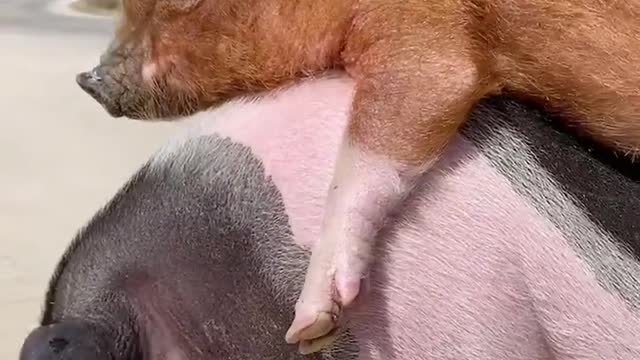 Cutie and lovely pig