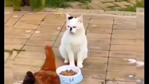 watch cat and chicken fight