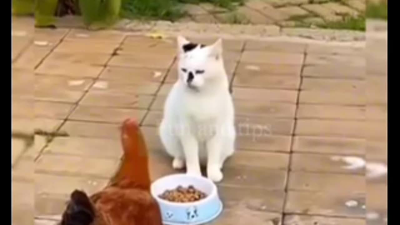 watch cat and chicken fight