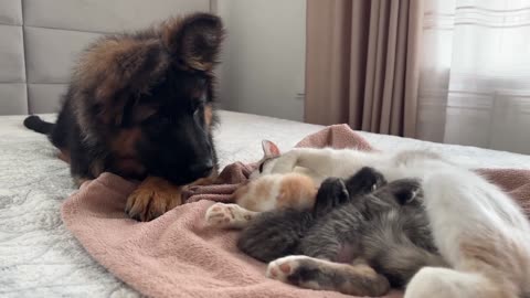 German shepherd puppy meets mom cat with newbron kittens for the farst time