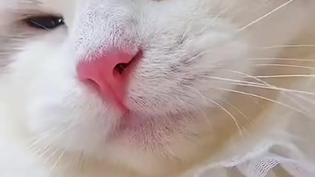 Cute cat funny video