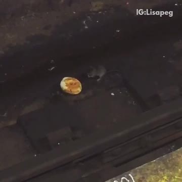 Two rats fight over donut in subway