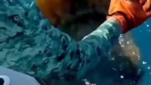 This is a beautiful and charming water-dwelling species