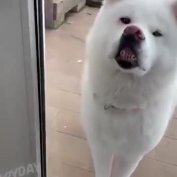 Funny and Cute Animals Shorts #179