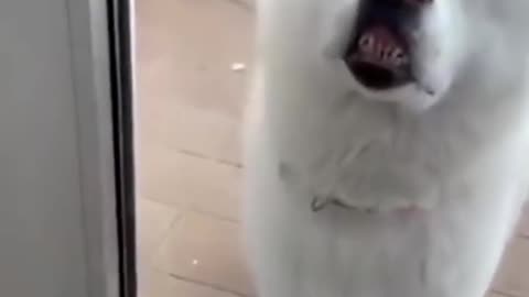 Funny and Cute Animals Shorts #179