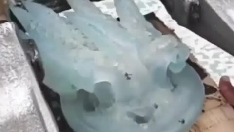 These animals are full of enthusiasm, keep you entertained