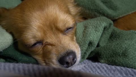 Adorable funny longhair chihuaha dog sleeps on plaid. Very cute pet