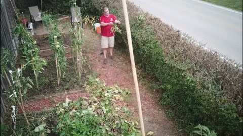 Joe's Sweet Potato Harvest