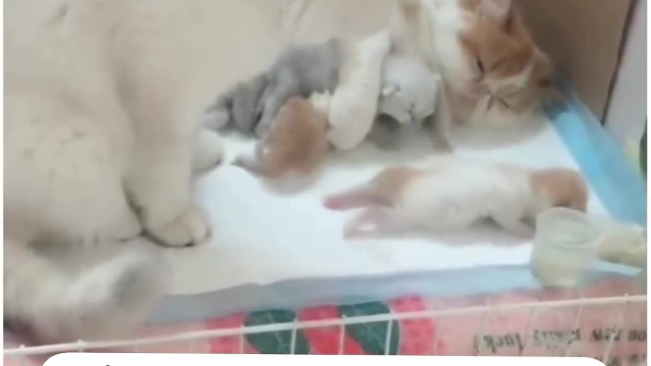 The male cat hugs his baby