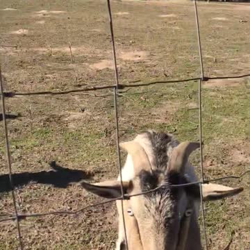 Goat Life
