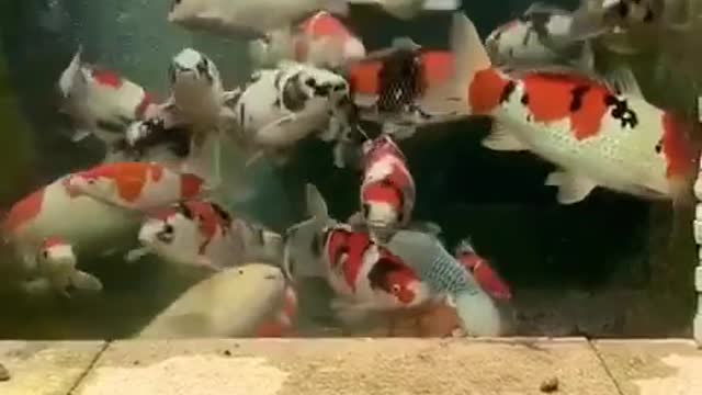 This koi fish pond is Epic