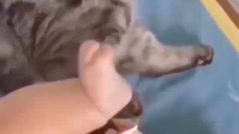 Funny cats