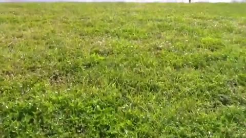How To Make Dog Become Fully Aggressive With Few Simple Tips And Tricks