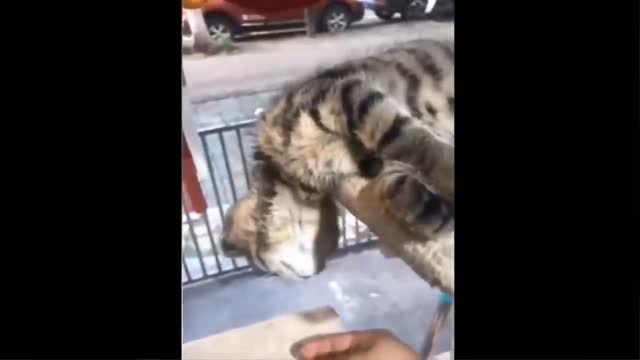 Clever Cat-Best of The 2022 Funny Animal Videos Part 2