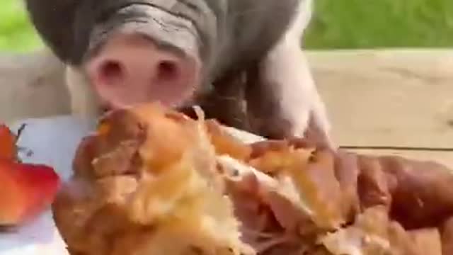 Funny pig and cute Animals Videos Compilation 2021