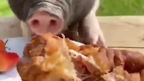 Funny pig and cute Animals Videos Compilation 2021