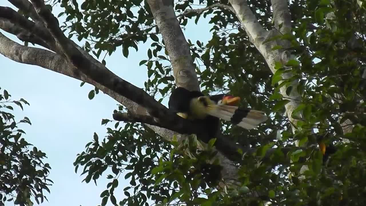 Beautiful Rhino Hornbill from Borneo